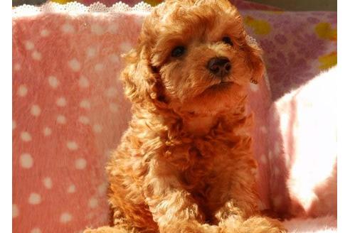 成約済の茨城県のトイプードル-7796の5枚目