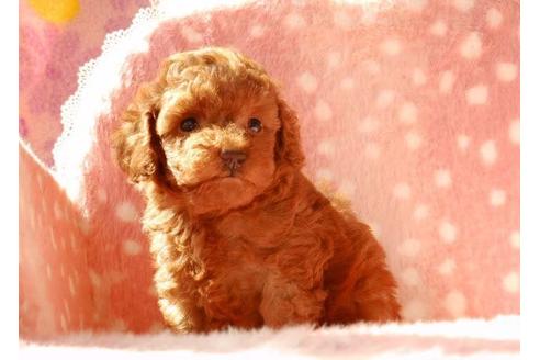 成約済の茨城県のトイプードル-7797の1枚目