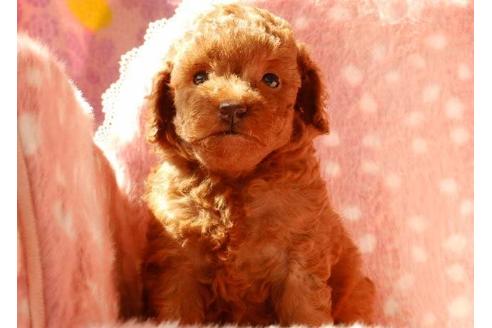 成約済の茨城県のトイプードル-7797の5枚目