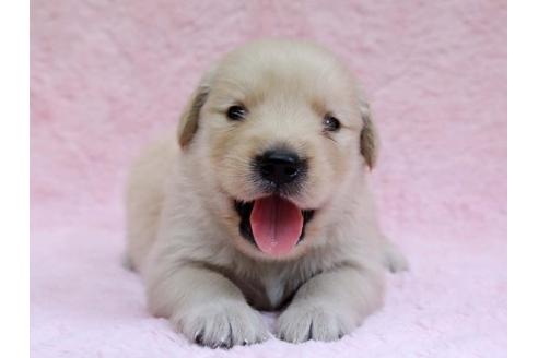 成約済の栃木県のゴールデンレトリーバー-7323の1枚目