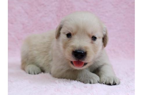 成約済の栃木県のゴールデンレトリーバー-7323の2枚目