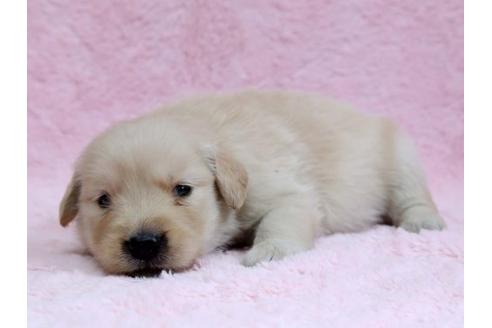 成約済の栃木県のゴールデンレトリーバー-7323の3枚目