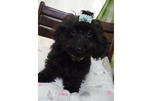 成約済の京都府のミックス犬-5790の5枚目