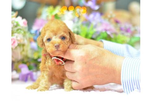 成約済の埼玉県のトイプードル-6321の1枚目