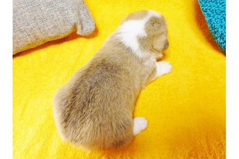 成約済の滋賀県のウェルシュコーギーペンブローク-7998の3枚目