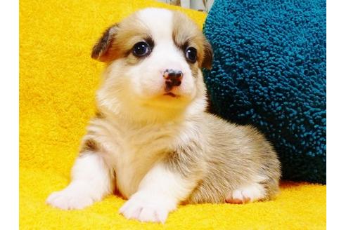 成約済の滋賀県のウェルシュコーギーペンブローク-8000の3枚目