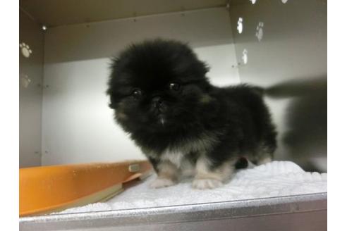 成約済の福岡県のペキニーズ-8086の1枚目