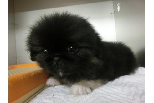 成約済の福岡県のペキニーズ-8086の2枚目