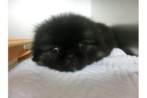 成約済の福岡県のペキニーズ-8086の3枚目