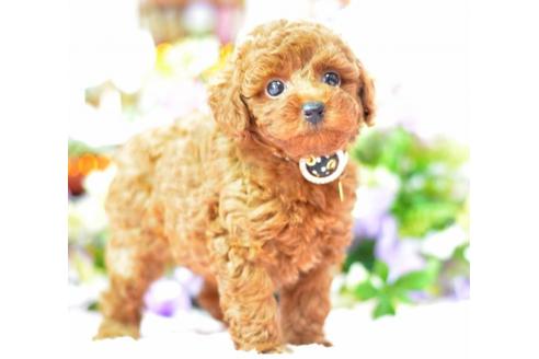成約済の埼玉県のトイプードル-6139の1枚目