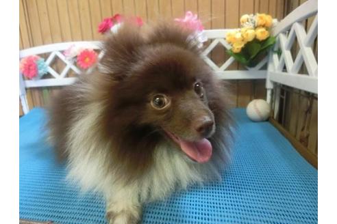 成約済の三重県のポメラニアン-8117の1枚目