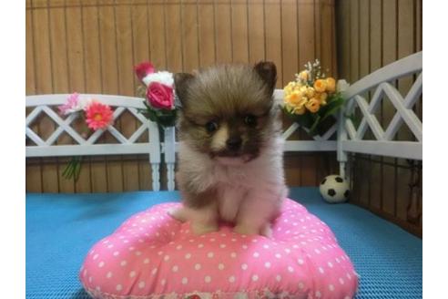 成約済の三重県のポメラニアン-8119の1枚目