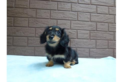 成約済の埼玉県のカニンヘンダックスフンド-8129の1枚目