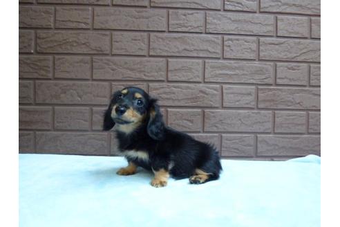 成約済の埼玉県のカニンヘンダックスフンド-8129の2枚目