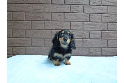 成約済の埼玉県のカニンヘンダックスフンド-8129の3枚目