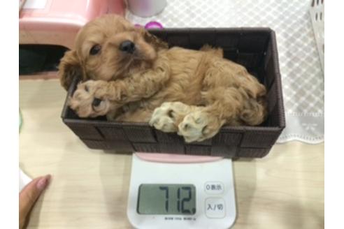 成約済の三重県のアメリカンコッカースパニエル-8158の2枚目