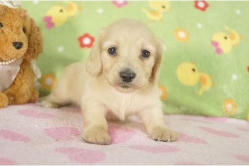 成約済の兵庫県のミニチュアダックスフンド-7468の1枚目