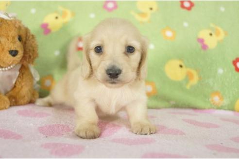 成約済の兵庫県のミニチュアダックスフンド-7468の2枚目