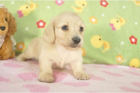 成約済の兵庫県のミニチュアダックスフンド-7468の3枚目