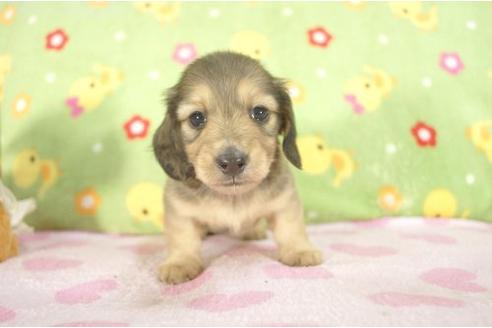 成約済の兵庫県のミニチュアダックスフンド-7467の2枚目