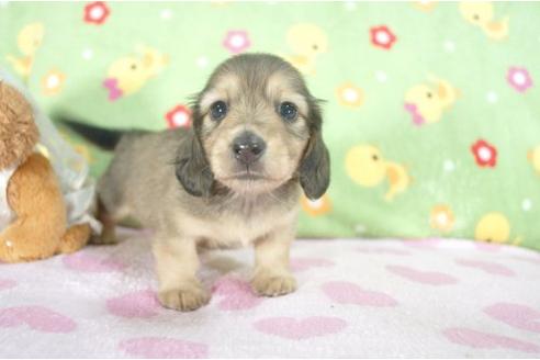 成約済の兵庫県のミニチュアダックスフンド-7467の3枚目