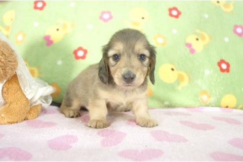 成約済の兵庫県のミニチュアダックスフンド-7467の1枚目