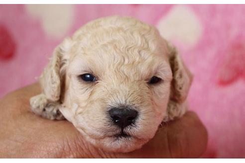 成約済の埼玉県のトイプードル-8179の1枚目