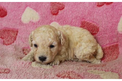 成約済の埼玉県のトイプードル-8179の2枚目