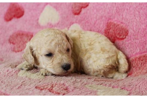 成約済の埼玉県のトイプードル-8179の3枚目