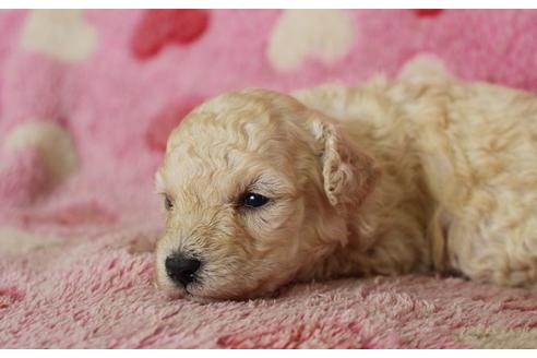 成約済の埼玉県のトイプードル-8179の4枚目