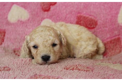 成約済の埼玉県のトイプードル-8179の5枚目