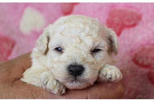 成約済の埼玉県のトイプードル-8180の1枚目