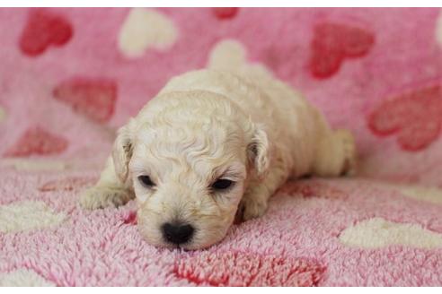 成約済の埼玉県のトイプードル-8180の2枚目