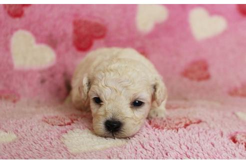 成約済の埼玉県のトイプードル-8180の3枚目