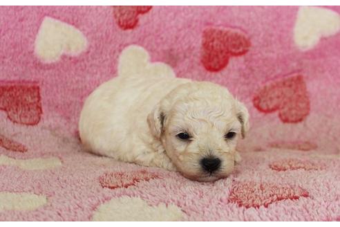 成約済の埼玉県のトイプードル-8180の4枚目