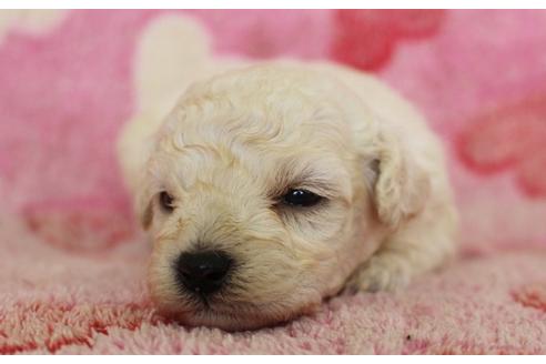 成約済の埼玉県のトイプードル-8180の5枚目