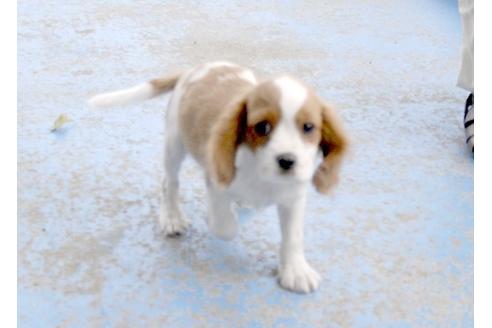 成約済の埼玉県のキャバリアキングチャールズスパニエル-5823の1枚目