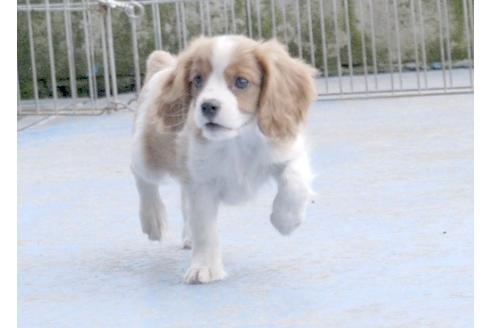 成約済の埼玉県のキャバリアキングチャールズスパニエル-6537の3枚目