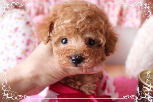 成約済の岡山県のトイプードル-8197の5枚目