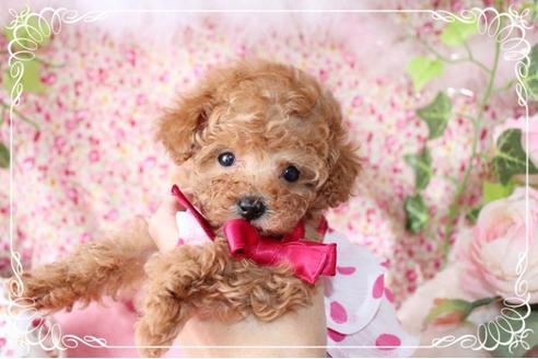 成約済の岡山県のトイプードル-8197の1枚目