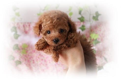 成約済の岡山県のトイプードル-8197の3枚目