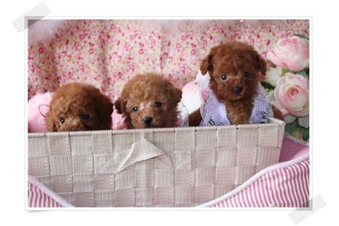 成約済の岡山県のトイプードル-8197の4枚目