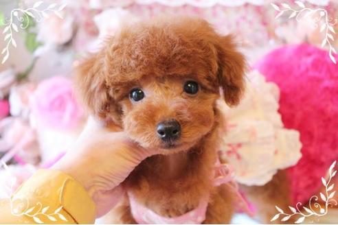 成約済の岡山県のトイプードル-8199の1枚目