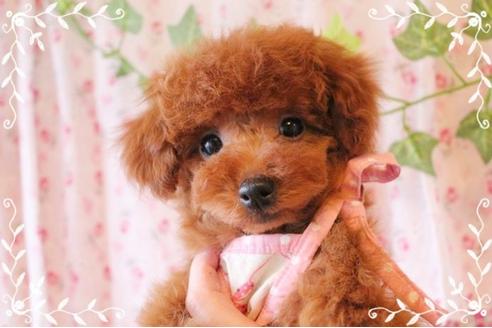 成約済の岡山県のトイプードル-8199の2枚目