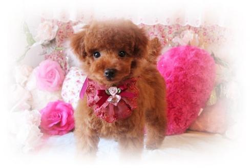 成約済の岡山県のトイプードル-8199の3枚目