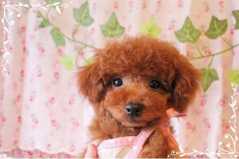 成約済の岡山県のトイプードル-8199の4枚目