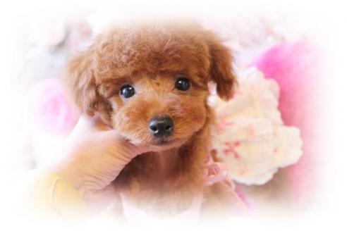 成約済の岡山県のトイプードル-8199の5枚目