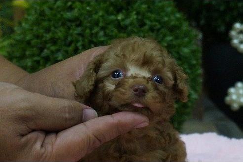 成約済の京都府のトイプードル-8227の3枚目