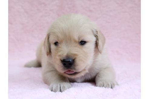 成約済の栃木県のゴールデンレトリーバー-7324の1枚目