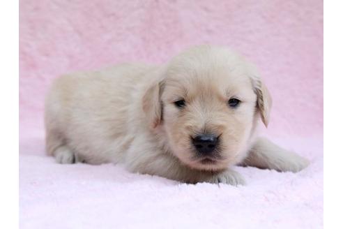 成約済の栃木県のゴールデンレトリーバー-7324の2枚目